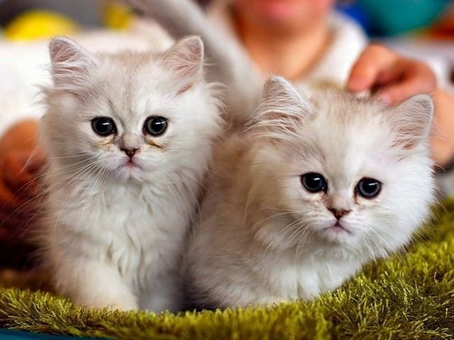 Породы кошек в Вырице | ЗооТом портал о животных