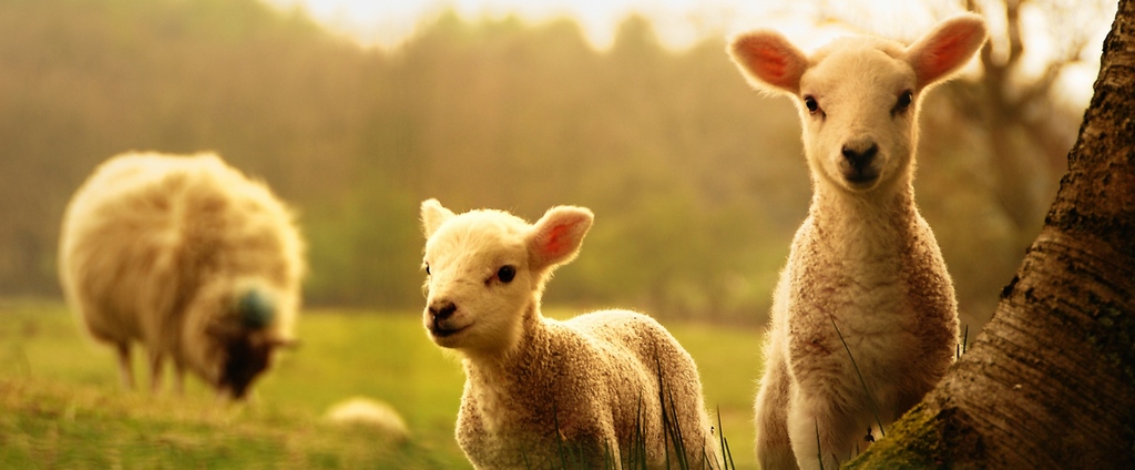 Объявления о сельскохозяйственных животных | ЗооТом - продажа, вязка и услуги для животных в Вырице