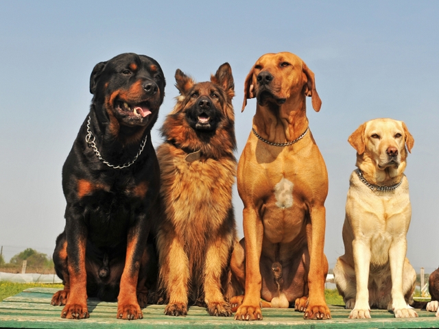 Крупные породы собак в Вырице | ЗооТом портал о животных